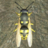 Wasp Nest Simulator 3D 1.3.7