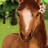 HorseHotel version 1.2.8