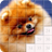 Puzzles and Guess the Breed of Dogs version 2.1.1