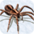 Spider Simulator icon