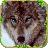 Furious Wolf Simulator icon