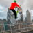 bmx freestyle stunt rider 2017 icon