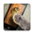 Mouse game for cats icon