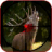 Hunting Animals in Jungle icon