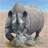 Wild Rhino City Destroyer icon