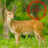 Deer Crossing icon