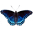 Butterfly 1.28