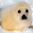 3D Baby Seal Slots - FREE icon