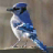 3D Genuine Blue Jay Slots icon