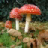 3D Mushroom Slots - Free 2