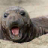 3D Northern Elephant Seal icon