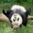 3D Panda Cub Slots - Free icon