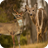Deer Wallpaper icon