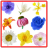 Anemone Flower Onet Connect Game icon
