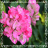 Bougainvillea Flowers Onet Game icon