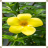 Buttercup Flowers Onet Game icon