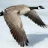 Canada Goose Slots - Free icon