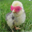 chickenrun icon