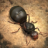 The Ants icon