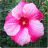 Hibiscus Flower Onet Connect Game icon