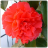 Begonia Flowers Onet Game 1.0