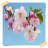 Cherry Blossom Flowers Onet Game icon