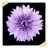 Chicory Flowers Onet Game version 1.0