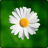 Daisy Flowers Onet Game icon
