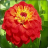 Zinniac Flowers Onet Game icon