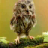 Owl Slots - Free icon