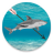 Shark Harcher icon