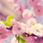 Cherry blossom Puzzle icon