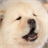 Chow Chow Puzzle icon