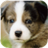 Cute Puppy Puzzle icon