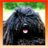 Mop Dog Puli icon