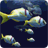Fish Schooling icon