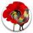 Poppycock icon