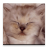 Cute Cat APK Download