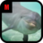 Flappy Dolphin icon